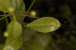 Seaside brookweed <BR>Water pimpernel